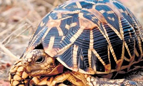 Indian turtles