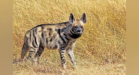 striped hyena. (File Photo)