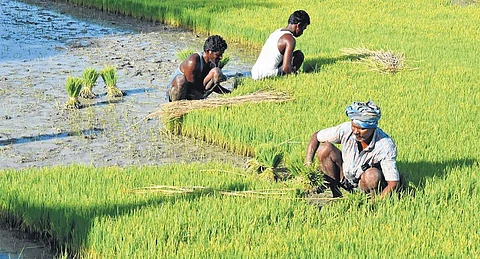 Farmers at work (Express)