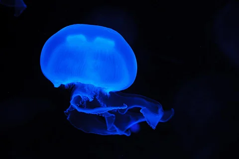 Representational image of a jellyfish (Photo | Pixabay)