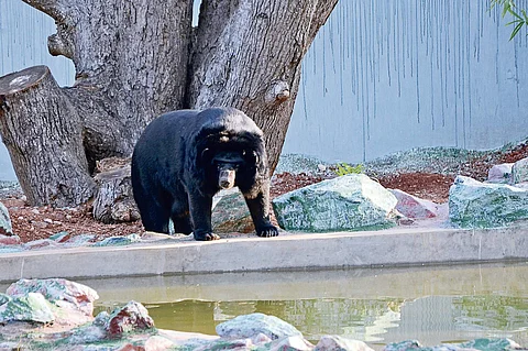 Zoo keeper mauled to death by bear at Indira Gandhi Zoological Park in Vizag