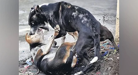 Chennai corporation begins mass immunisation, census of stray canines