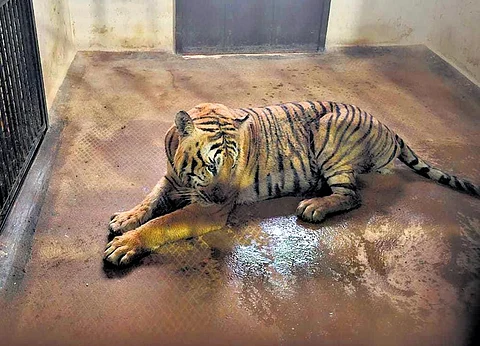 The captured tiger at Chamundi Animal Conservation, Rescue and Rehabilitation Centre at Koorgalli in Mysuru on Tuesday | Express