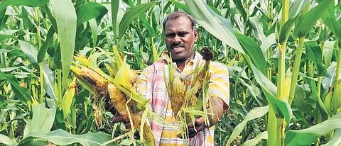 Wild boar attack on maize farms, AIADMK minister seeks compensation for farmers in Usilampatti 