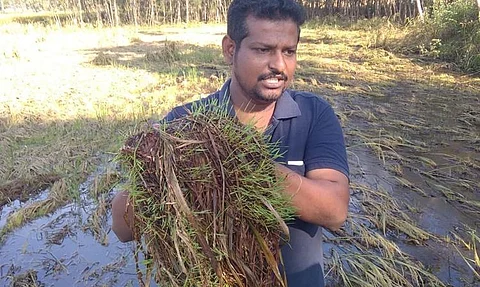 Rain impact: Riled by 'insufficient' crop relief, TN farmers decide to salvage yield