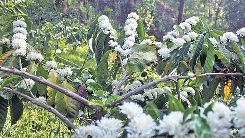 Early blossoms worry Kodagu’s coffee growers 