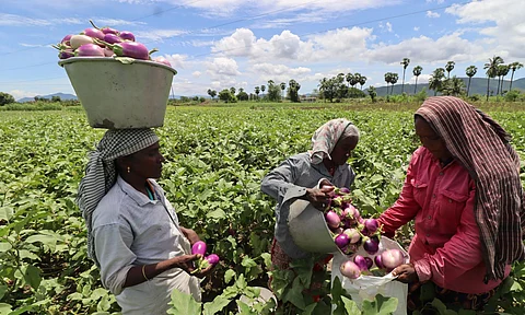 Farmers harvest brinjal in Madurai. (Photo | K K Sundar, EPS)