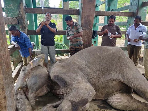 Avuttukai caused elephant’s injury: Autopsy