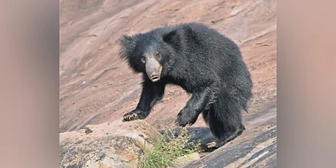 Sloth bear, Image used for representational purposes (Photo | Tharangini Bala, EPS)