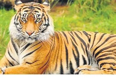 Guwahati Diary: Panic sets in as tigers venture out in open