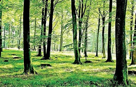 Govt aims to revive 26 million hectares of forest land by 2030