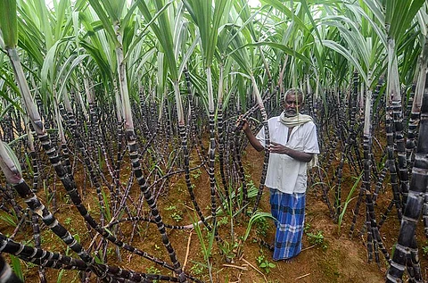 Rain deficit expected to take a toll of cane crop, sugar production  