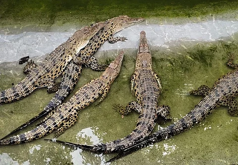 The main objective of the crocodile conservation project was to protect their natural habitats and rebuild the population quickly through captive breeding