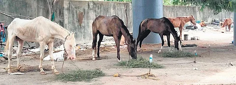 Cracking the whip: State government to introduce licensing for beach horses in Chennai