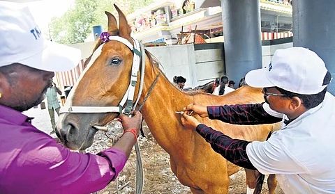 134 beach horses registered for heath-check up in Chennai, three surrendered by owners