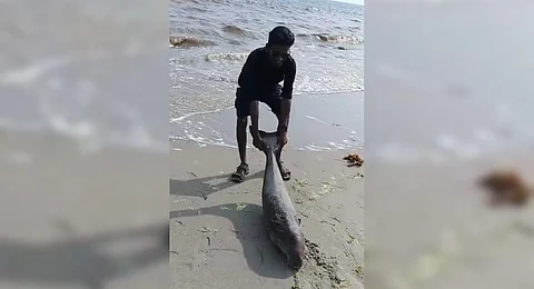 The baby dugong rescued near Thamaraikulam area | Express