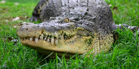 Crocodile population goes up in Bhitarkanika, Satkosia