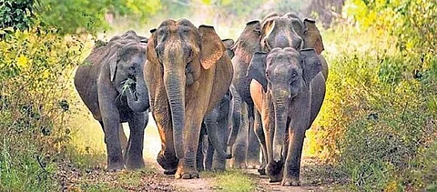 Elephant herd on air in Chhattisgarh