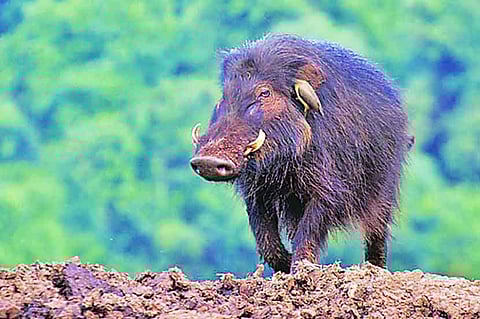 जैविक उपाय वापरा, रानडुकरे पळवा !