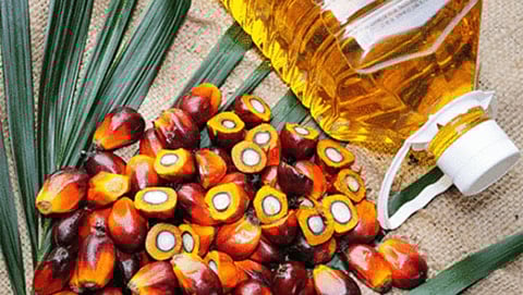 Palm Oil Export