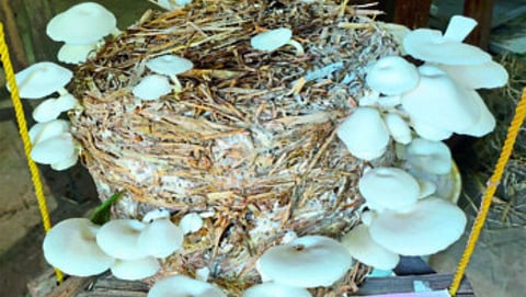 Organic Fertilizer
