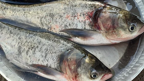 How to identify fresh fish while purchasing
