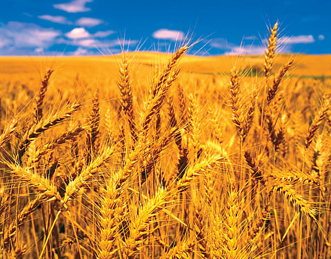 Exporters sign deals to export 35 lakh tonnes of wheat until July
