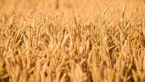 Wheat Export