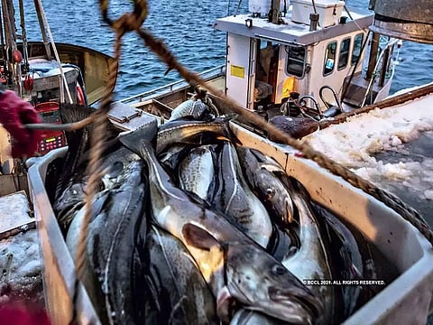 Andhra Pradesh contributes 43 per cent to India's total marine exports