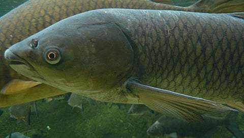Characteristics Of Grass Carp Fish