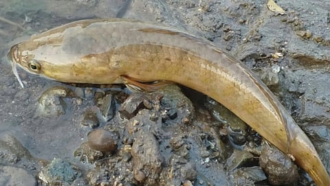 Which fish head look like fish head?