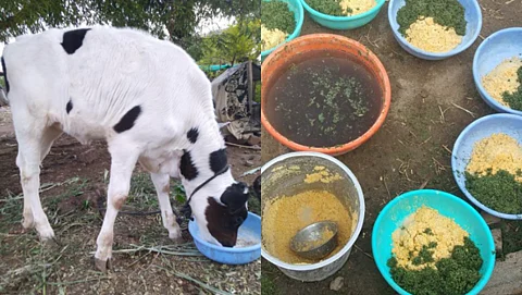 Animal Feed