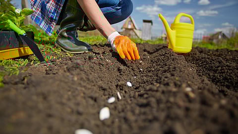 Summer Crop Sowing