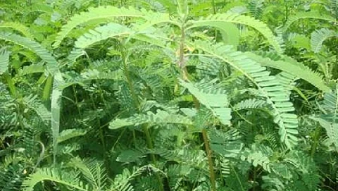 Dhaincha – Green manuring crop