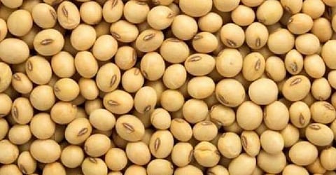 soybean