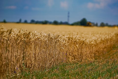 Wheat Procurement