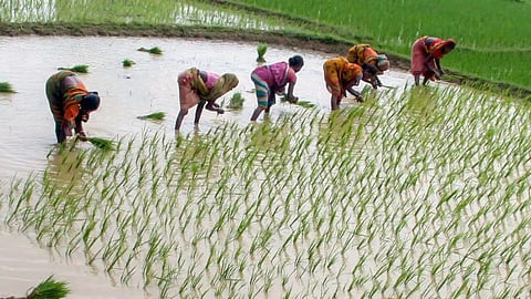 Summer crops sowing
