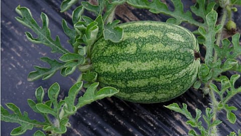 Watermelon crop