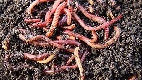vermicomposting