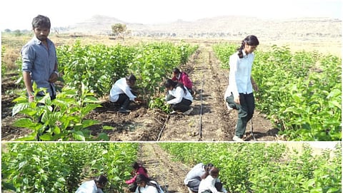 Agricultural Courses