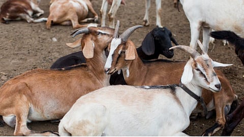 शेळ्यांचे