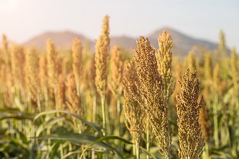 Millet