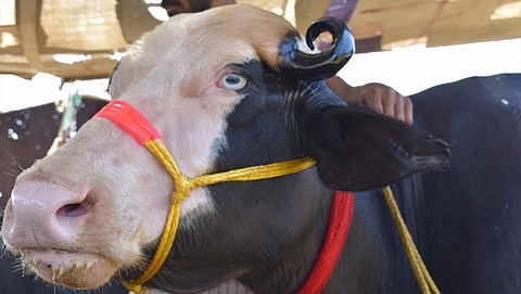 characteristics of Niliravi Buffalo