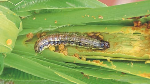Maize Pest