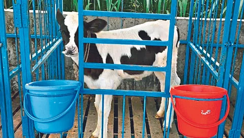 Animal Care