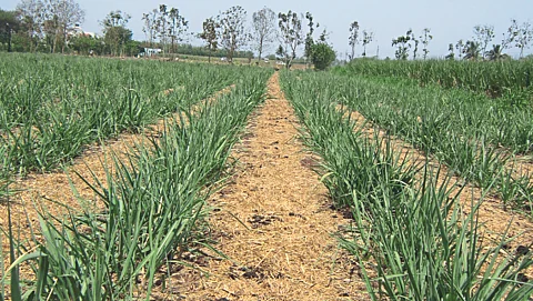 Sugarcane