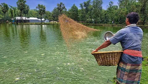 Fertilizer management of fish pond