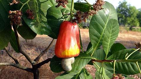 Cashew Seed