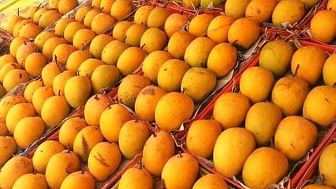 Mango