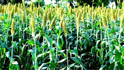 sorghum Crop